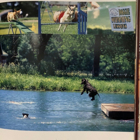 🐶 HOST PICK🐶 9 1/2 x 12 in LIVING WITH DOGS Coffee Table Book - Picture 3 of 12